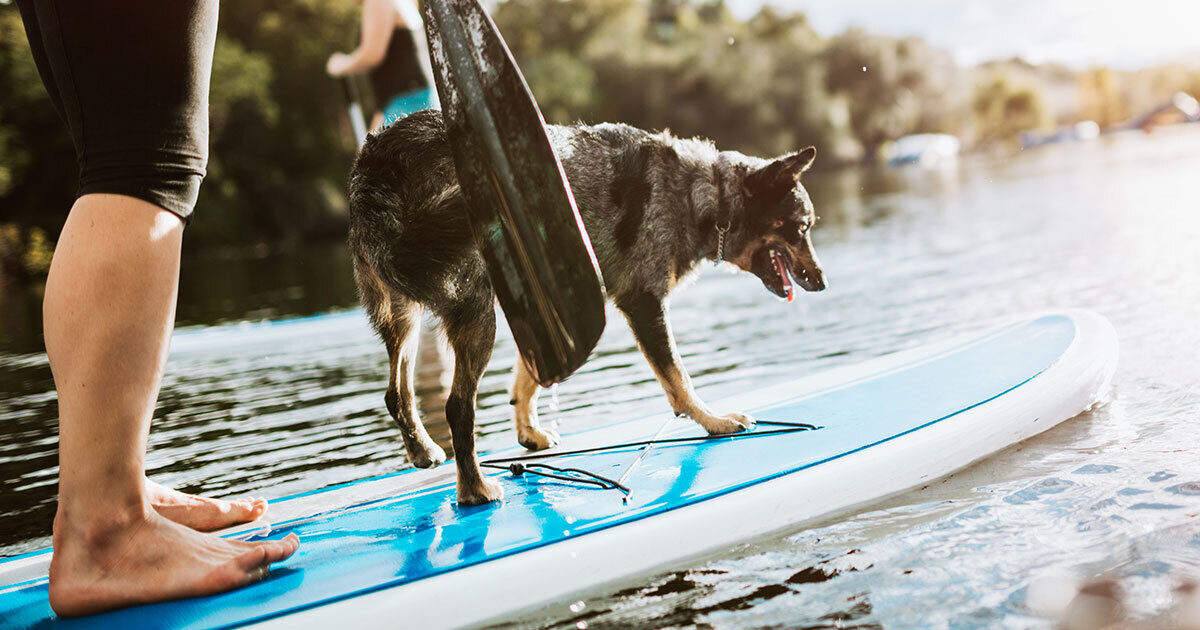 A blue heeler mix dog is standing on a paddle board with its owner on Lady Bird Lake.