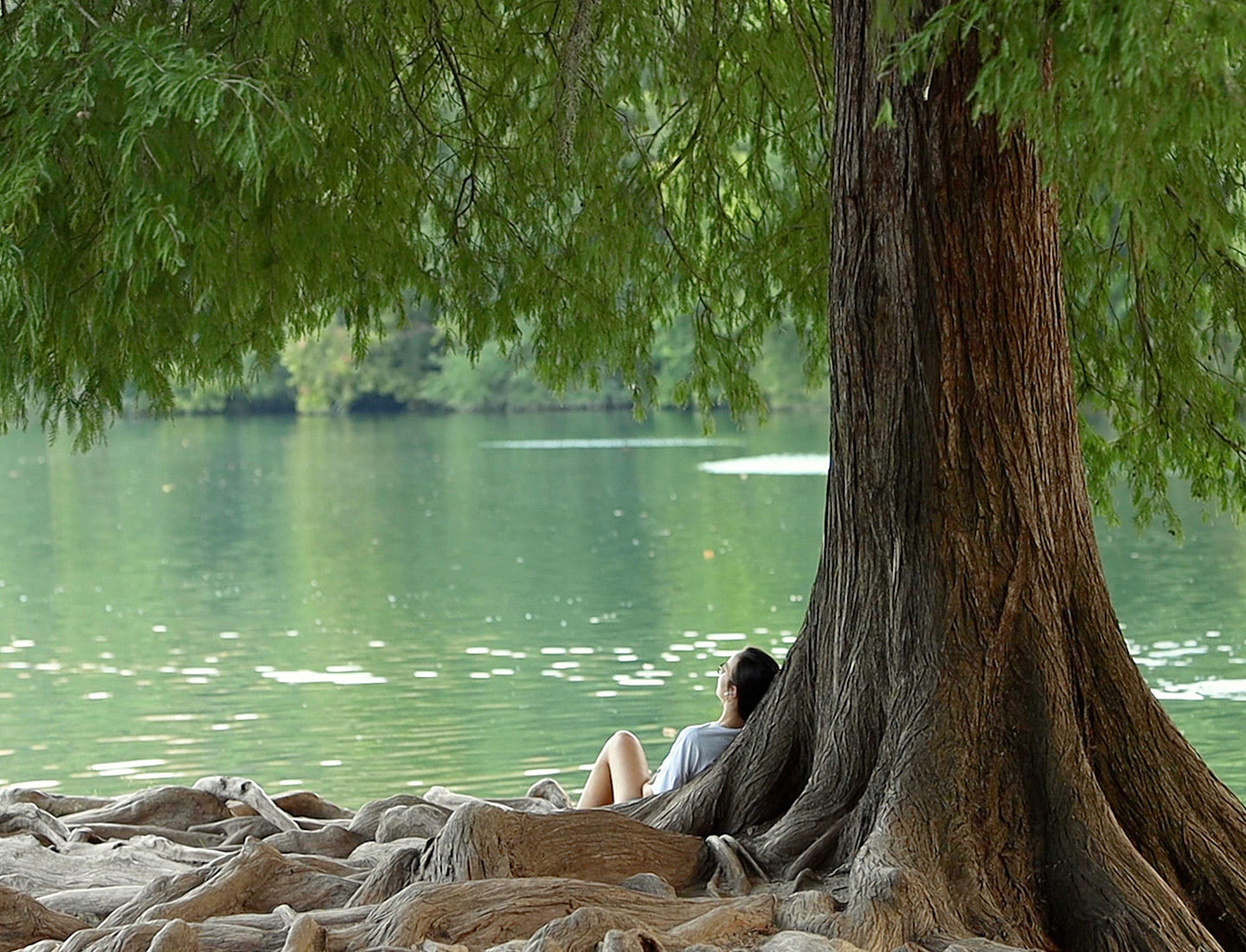 A woman reclining under a large tree facing a body of water.