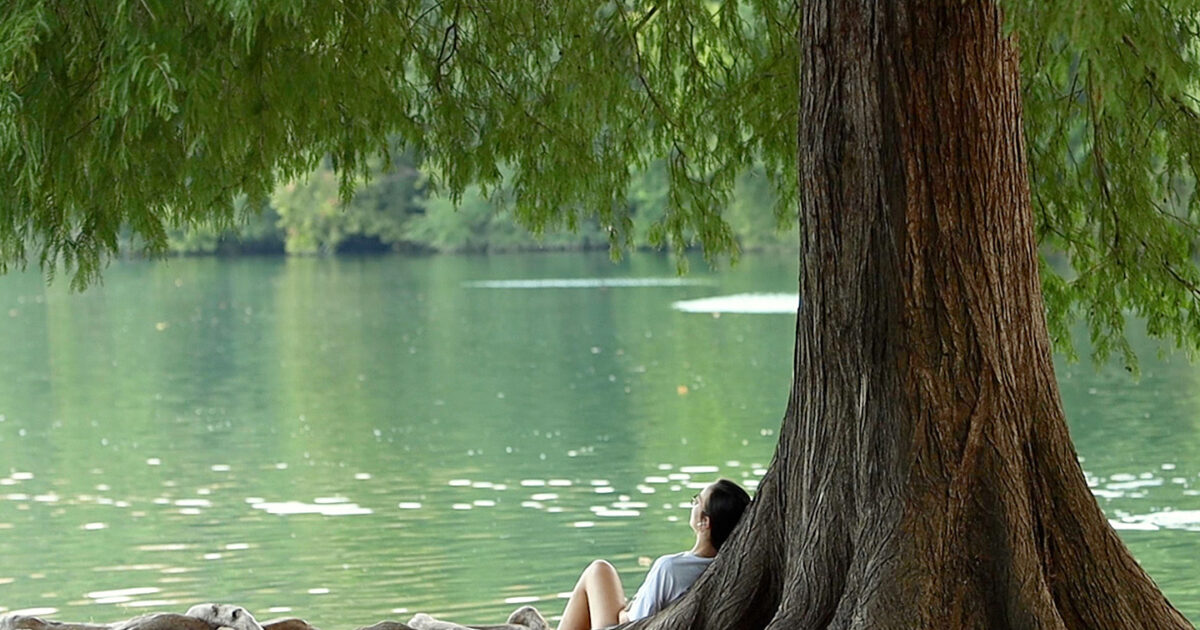 A woman reclining under a large tree facing a body of water.